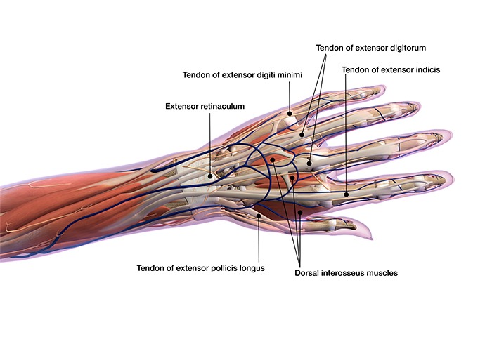 FLEXOR AND EXTENSOR TENDON REPAIR