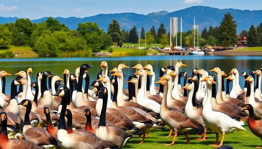 Canada geese gathering in a park in Michigan.