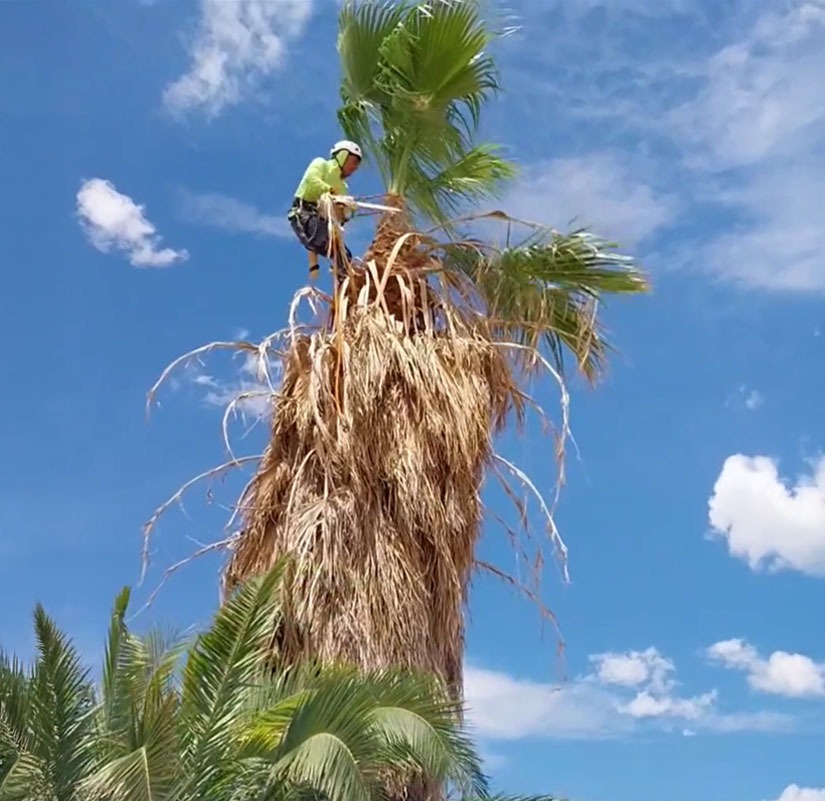 Before image of Beaver Brothers Tree Service cutting a skirt of dead fronds from a tall palm tree during palm tree trimming service.