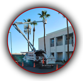 Beaver Brothers Tree Service crew performing commercial palm tree trimming with bucket truck outside a business complex.