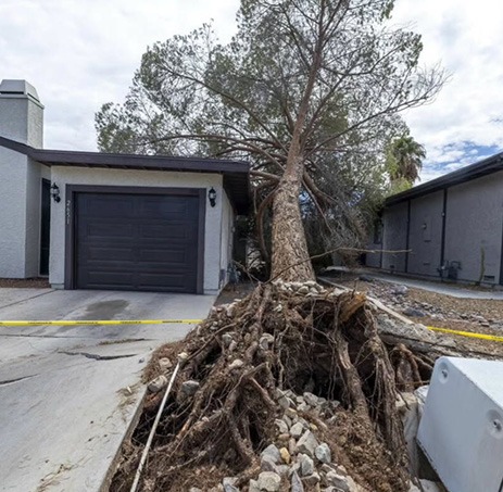 Uprooted tree, fallen onto a house in a residential area, in need of Beaver Brother’s emergency tree removal service.