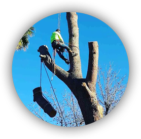 Beaver Brothers Tree Service specialist performing tree removal with rope and harness, safely lowering large tree limb from tall trunk.