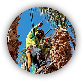 Expert palm tree trimming by Beaver Brothers Tree Service professional using climbing gear.