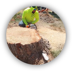 Tree care professional removing large tree stump with chainsaw - Beaver Brothers Tree Service.