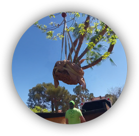 Large Mediterranean palm tree being craned into place by Beaver Brothers Tree Service crew during professional tree planting in a residential area.