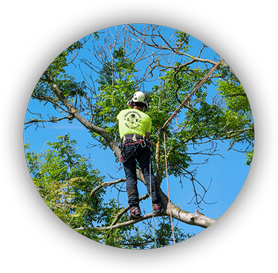 Professional Beaver Brothers Tree service expert performing high tree trimming and pruning using climbing harness.