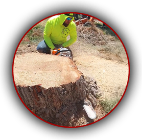 Tree care professional removing large tree stump with chainsaw - Beaver Brothers Tree Service.
