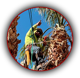 Expert palm tree trimming by Beaver Brothers Tree Service professional using climbing gear.
