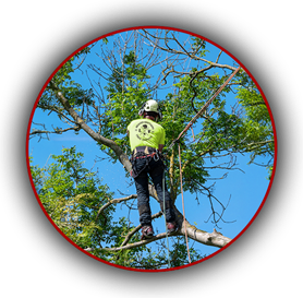 Professional Beaver Brothers Tree service expert performing high tree trimming and pruning using climbing harness.