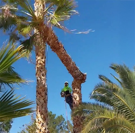 Beaver Brothers Tree Service expert cutting down large palm tree while harnessed high above ground, ensuring safe tree removal in a residential area.