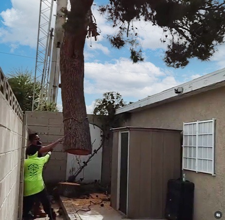 Beaver Brothers Tree Service team guide a large pine tree trunk being lifted by a crane in a narrow backyard space during tree removal.