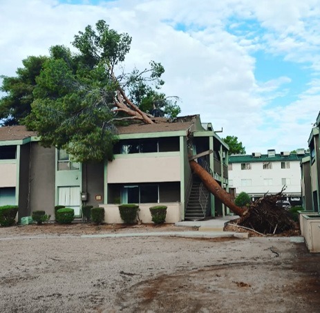 Large tree, uprooted due to severe storm, landing the roof of an apartment building needing emergency tree removal by Beaver Brothers Tree Service.