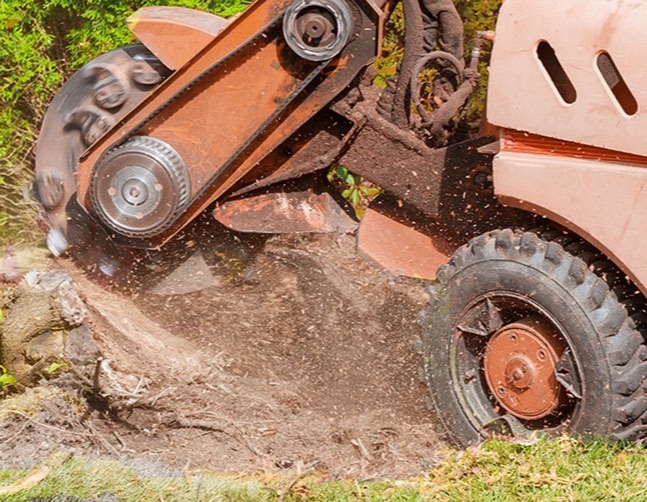 Close-up of a large stump grinding machine removing a tree stump, demonstrating expert stump removal services by Beaver Brothers Tree Service.
