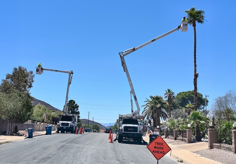 Beaver Brothers Tree Service crews trimming palm trees on both sides of a residential street using bucket trucks and safety cones, ensuring a secure work zone.