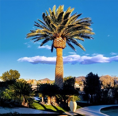Newly planted large palm tree in a landscaped residential yard by Beaver Brothers Tree Service, highlighting expert tree planting service.