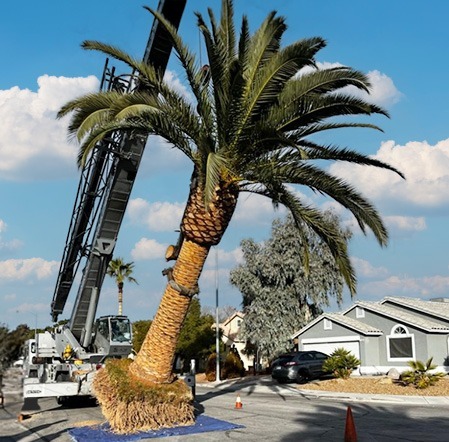 Crane-assisted palm tree planting by Beaver Brothers Tree Service in a residential neighborhood, showcasing large tree planting services.