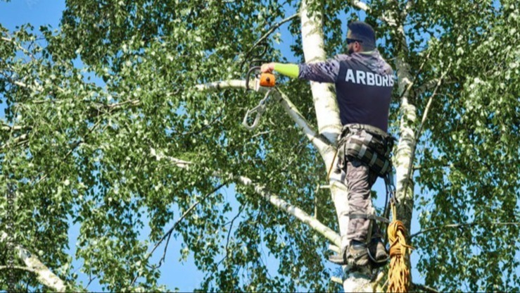 Owner of Beaver Brothers Tree Service using a chainsaw to trim tree branches, performing professional tree pruning service against a clear blue sky.