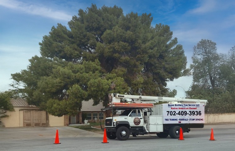 Beaver Brothers Tree Service work truck parked in front of a large pine tree at a residential property, ready for tree trimming and removal services.