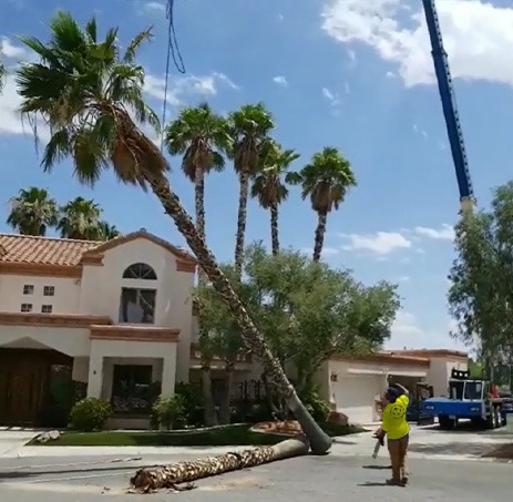 Worker oversees crane-assisted removal of a tall palm tree in front of residence, showcasing professional tree removal by Beaver Brothers Tree Service.