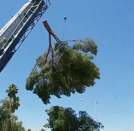Crane lifts a large pine tree section high above the ground during a professional tree removal by Beaver Brothers Tree Service.