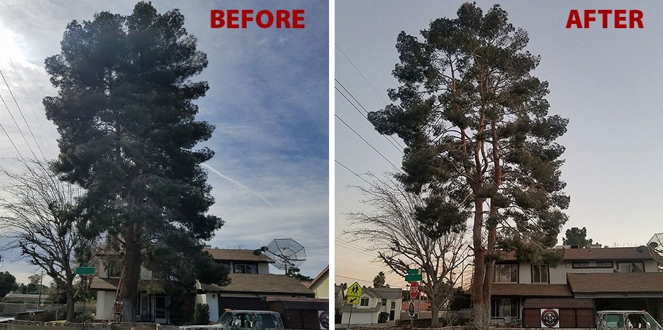 Before and after pine tree trimming by Beaver Brothers Tree Service at a residential home, improving safety, clearance, and overall tree health.