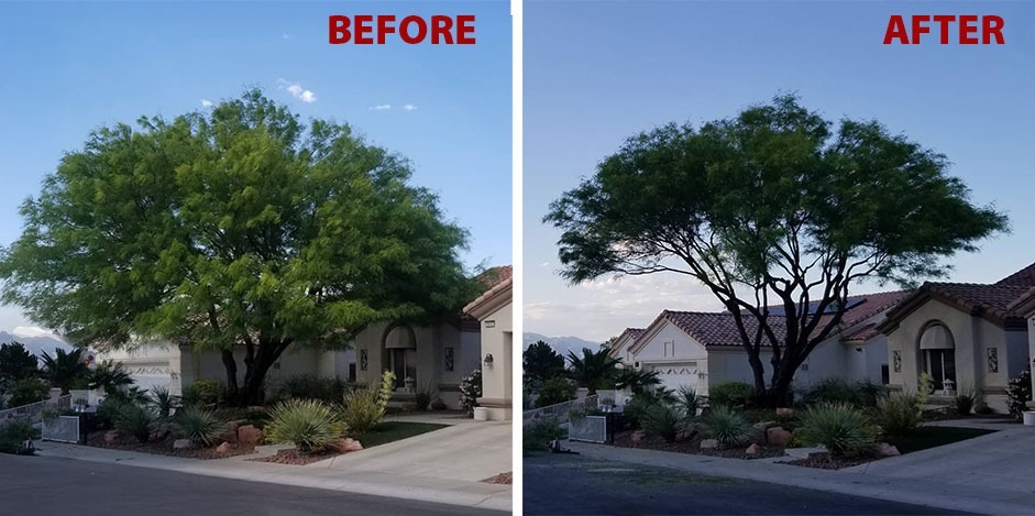 Before and after mesquite tree trimming by Beaver Brothers Tree Service, showing improved tree shape, visibility, and curb appeal.