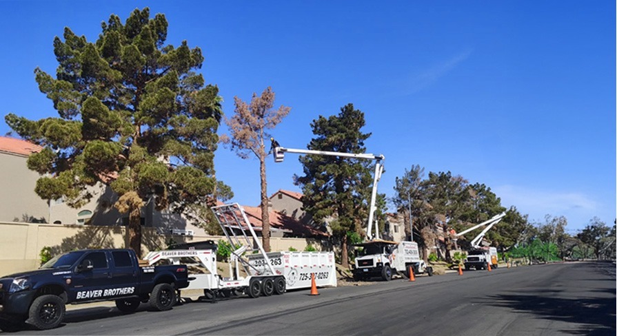 Commercial tree trimming and removal service by Beaver Brothers Tree Service using bucket trucks and heavy equipment in Las Vegas residential HOA community.