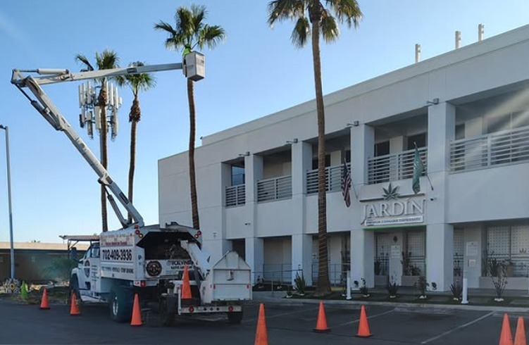 Beaver Brothers Tree Service performing commercial palm tree trimming with bucket truck at business center in Las Vegas, NV.