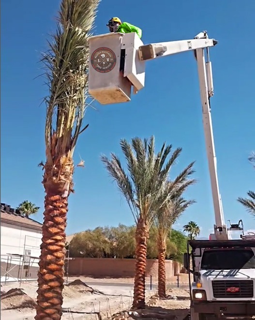 Palm tree planting using bucket truck by Beaver Brothers Tree Service at a residential construction site.