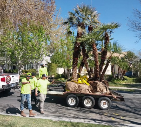 Beaver Brothers Tree Service crew transporting palm trees for residential landscape planting in Las Vegas.