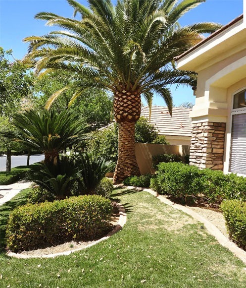 Beautifully carved and skinned palm tree by Beaver Brothers Tree Service on well landscaped front yard of residential Las Vegas home.