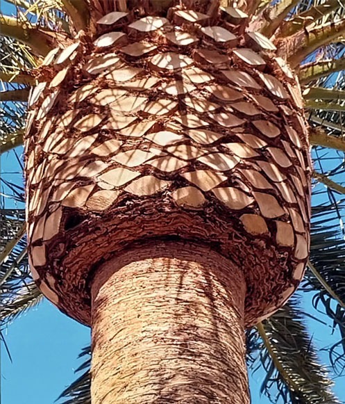 Stunning close up view of palm tree carving and skinning service performed by Beaver Brothers Tree Service.