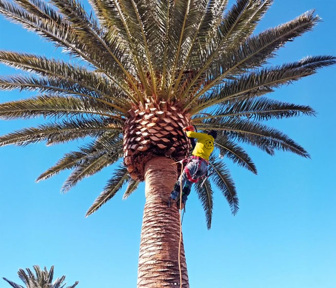 Beaver Brothers Tree Service professional trimming and carving a tall palm tree under a clear blue sky, showcasing their expert palm tree trimming service.