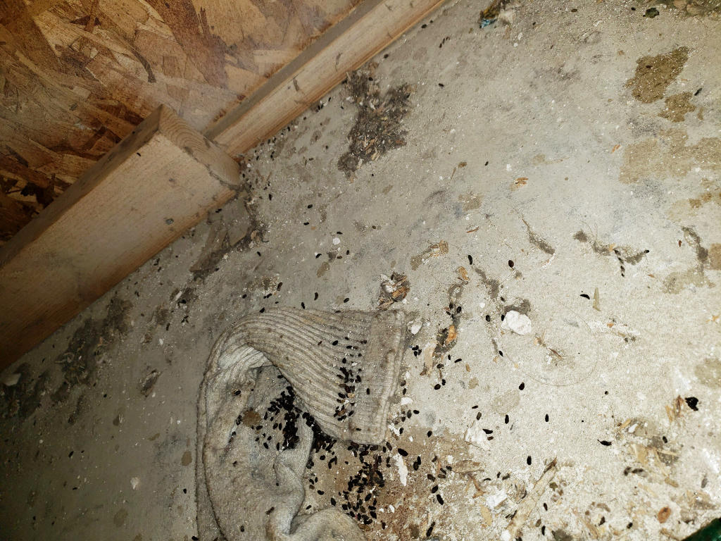 Mouse Urine & Feces