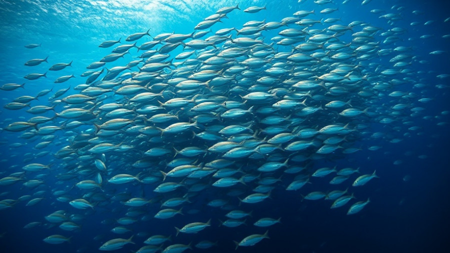 Massive school of fish underwater, Cabo travel marine life.
