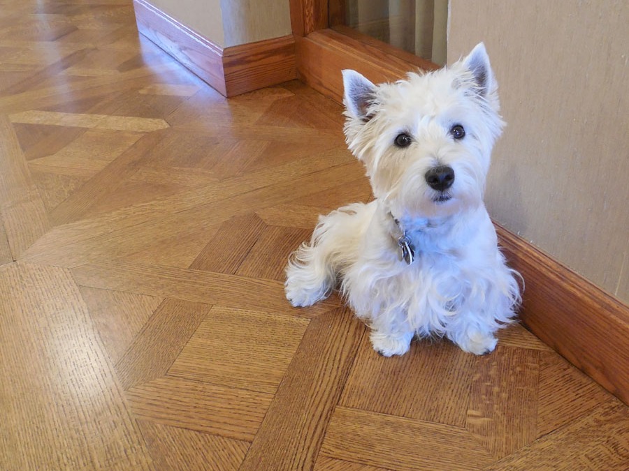 dust-free-wood-floor-refinishing-hooksett-nh