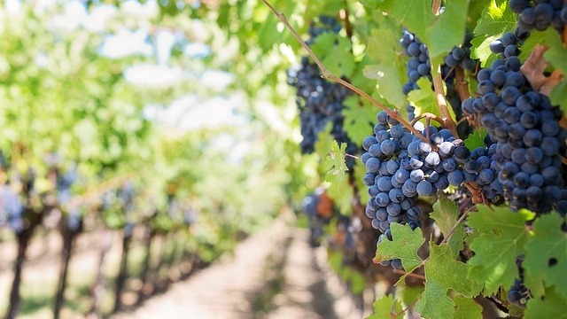 Promotional banner for Sassafras Spring Vineyard & Winery events