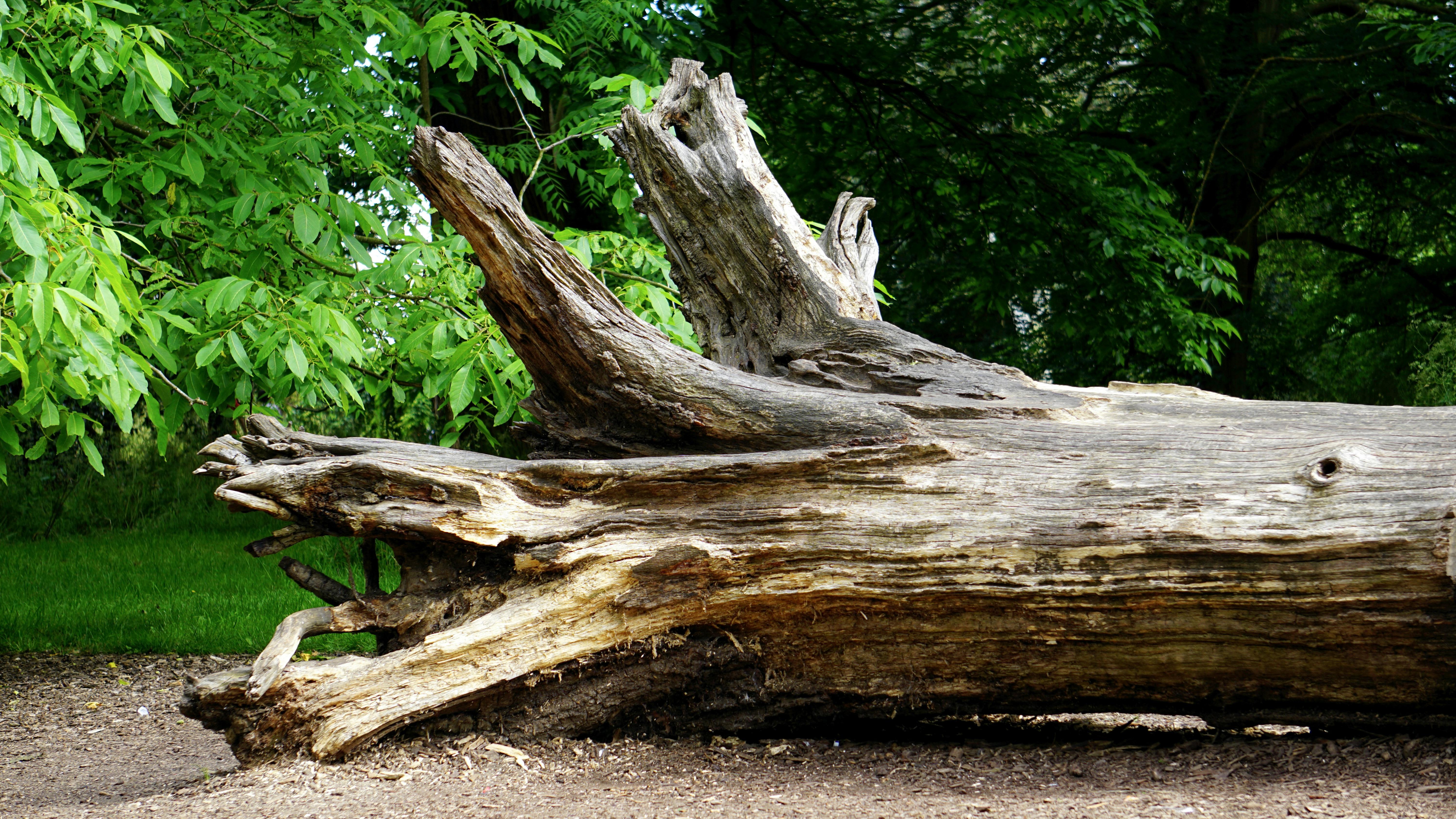 Hobbs State Park forest scene with fallen tree in sunlight.