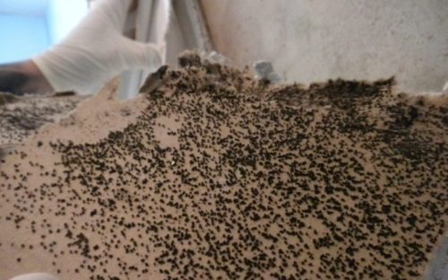 mold removal Rancho Penasquitos CA