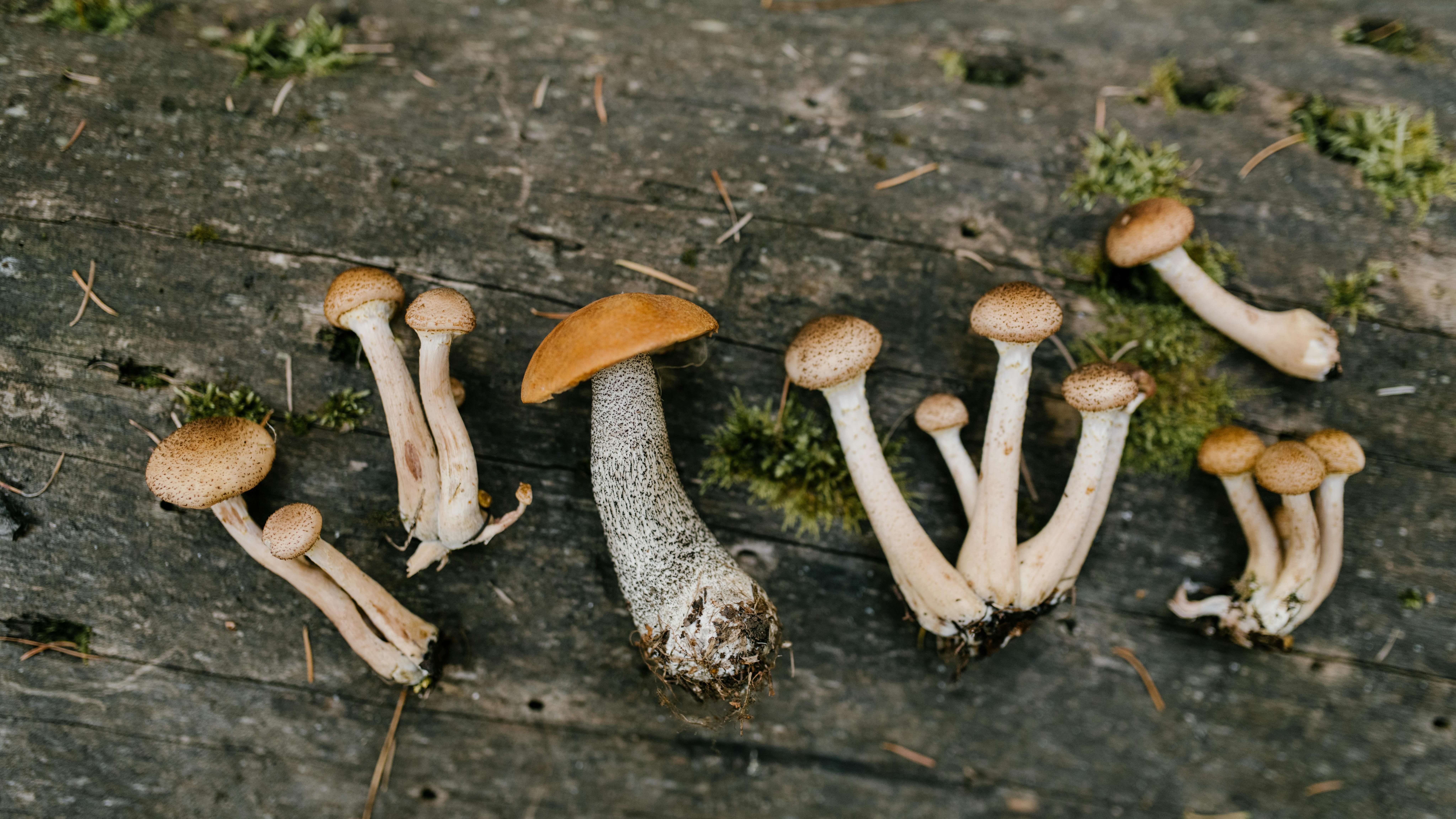 Exhibit of labeled mushrooms for Arkansas mushroom foraging.