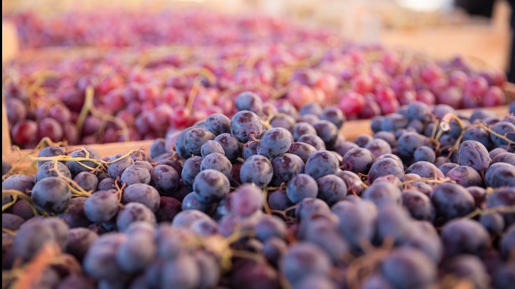 Grape Harvest - Tontitown Grape Festival