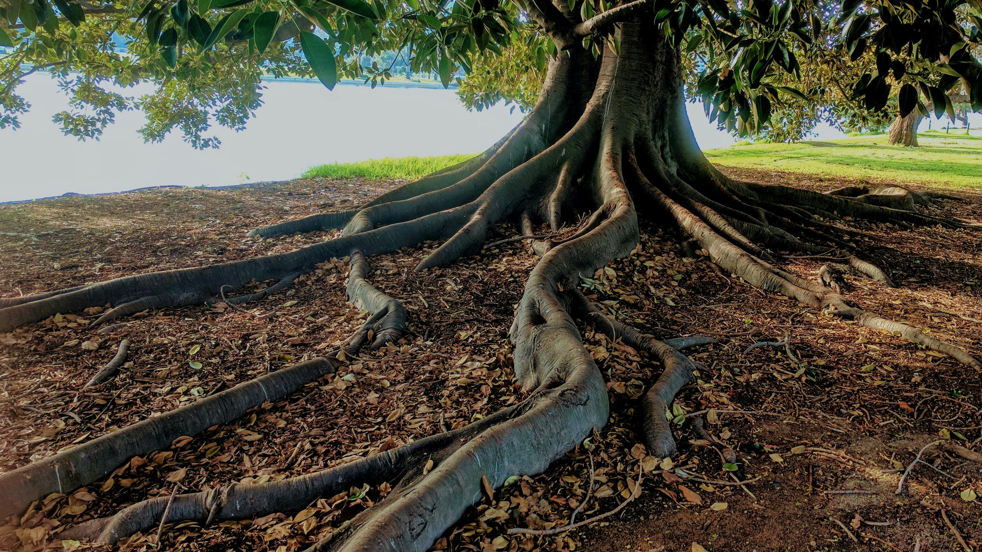 Tree Care CT