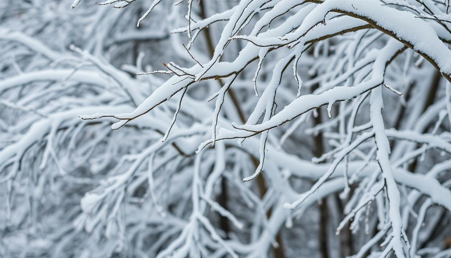 Identifying winter damage to bent trees under heavy snow.