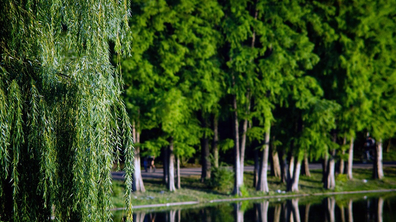 Connecticut Tree Forest Health
