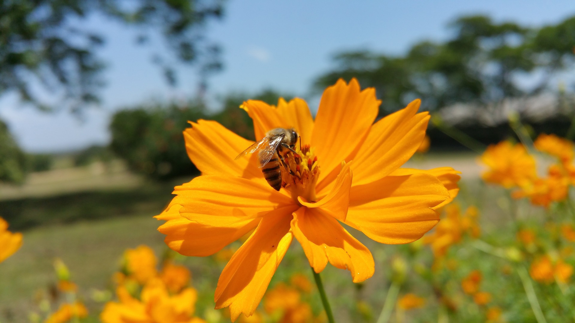 African Bees