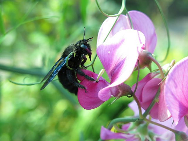 Carpenter Bees