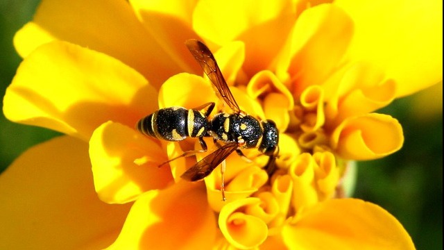 Yellow Jackets