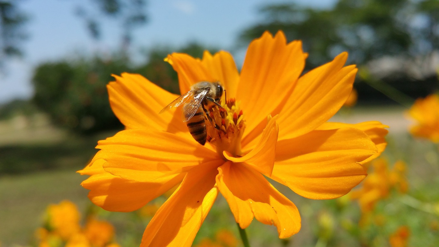 African Bees