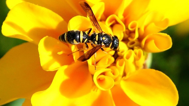 Yellow Jackets