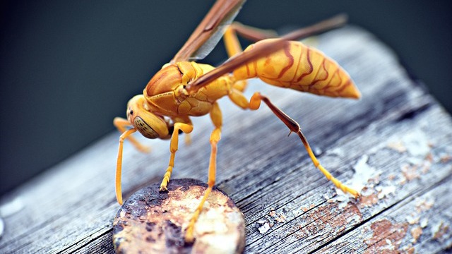 Paper Wasps